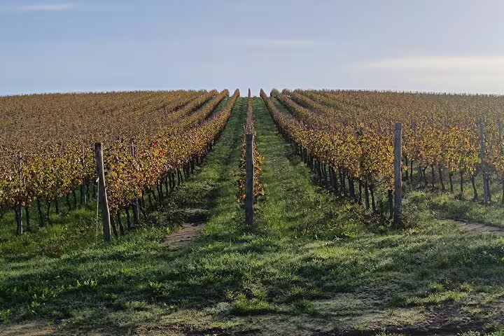 Neat rows of countryside vineyards at harvest time, setting the scene for an afternoon of grape stomping and wine tasting