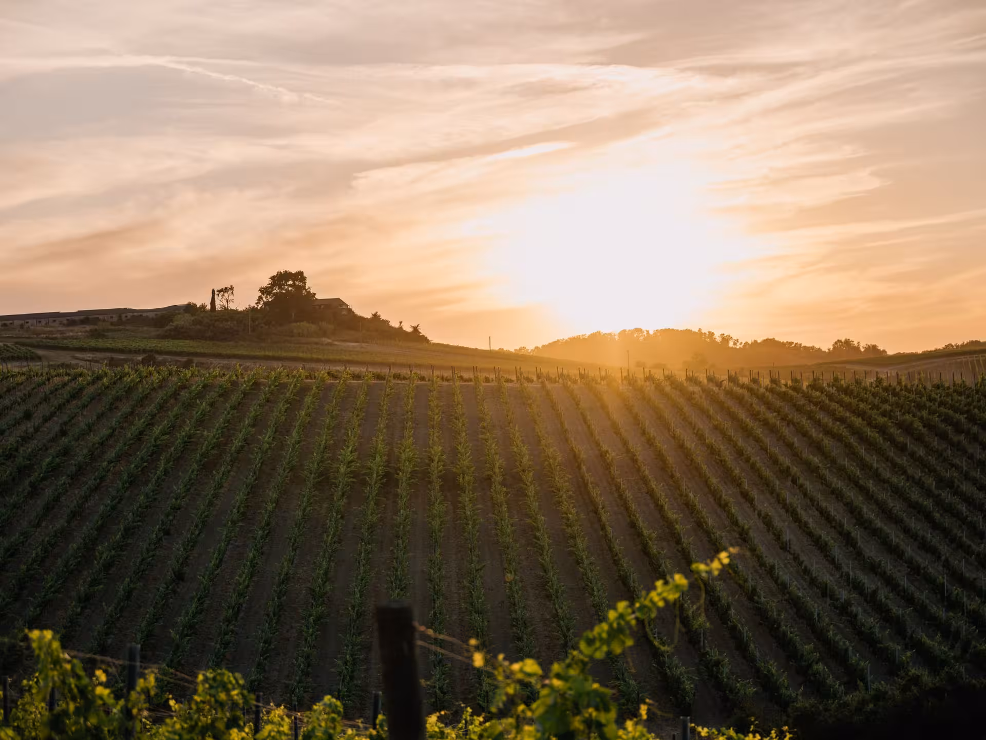 Scenic sunset over lush Tuscan vineyards, offering a serene backdrop for an unforgettable Abbey Tour near Pisa.