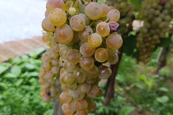 Close-up of ripe white wine grapes hanging on a countryside vineyard vine ready for harvesting and grape stomping tour