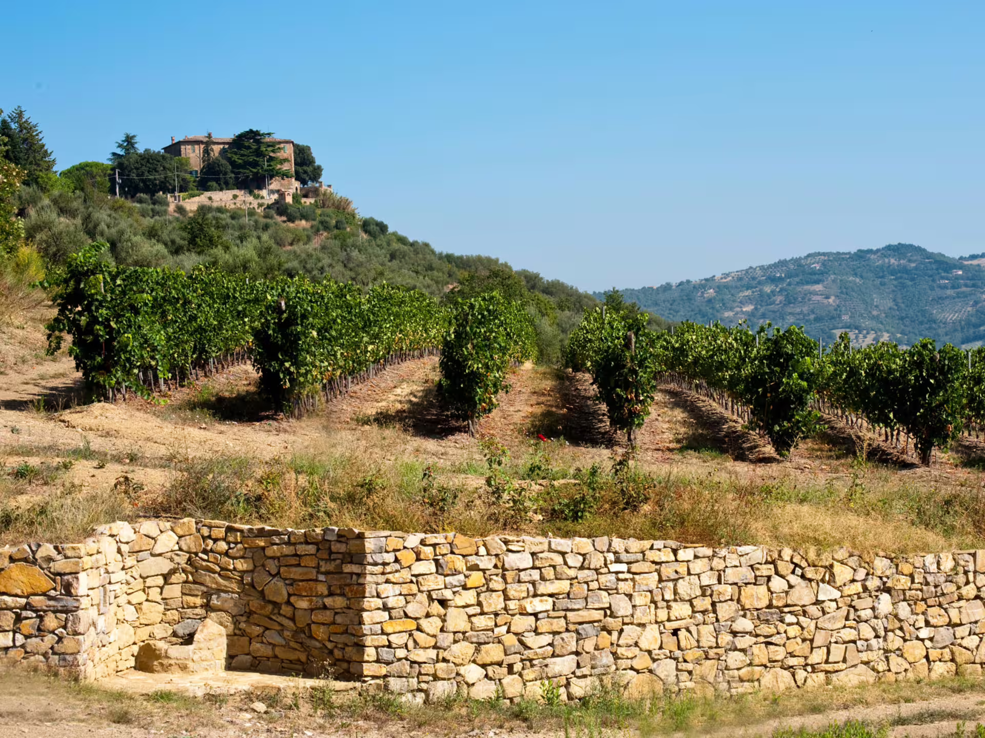 Umbrian vineyard rows near Lake Trasimeno, scenic Perugia winery tour with local wine tasting and countryside views
