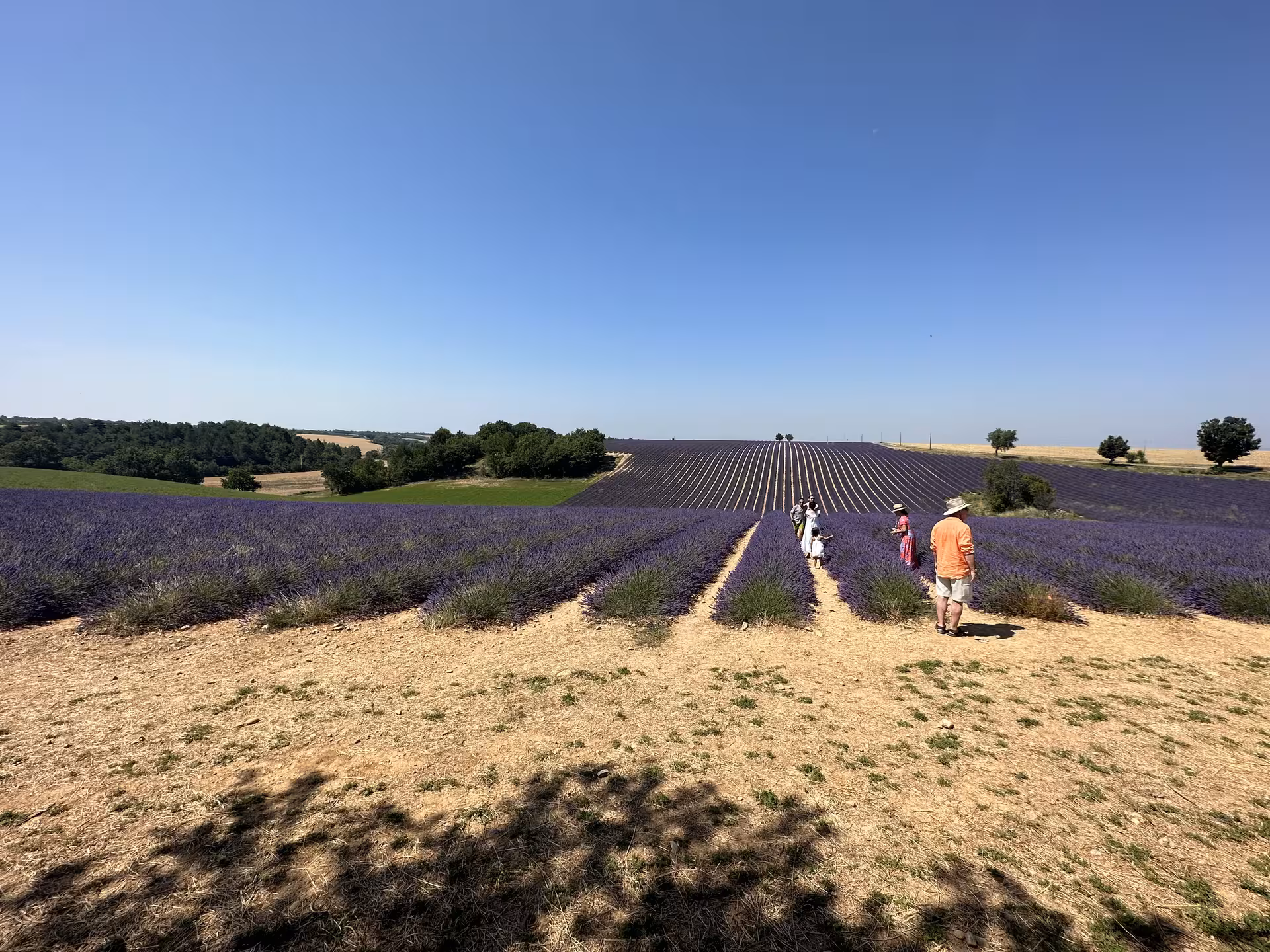 Visitors walking through Valensole lavender fields under blue sky, highlight of Provence lavender private day trip