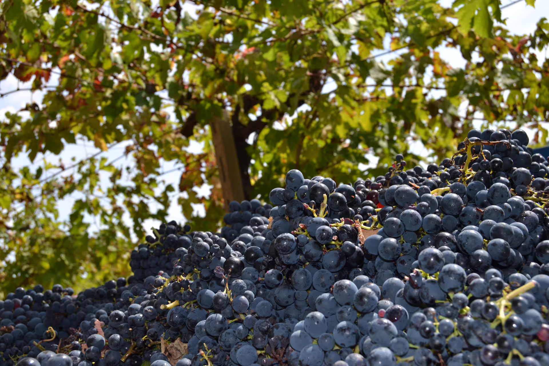 Grappoli d’uva nera appena raccolti tra i filari, visita guidata alla cantina Valle Martello con degustazione