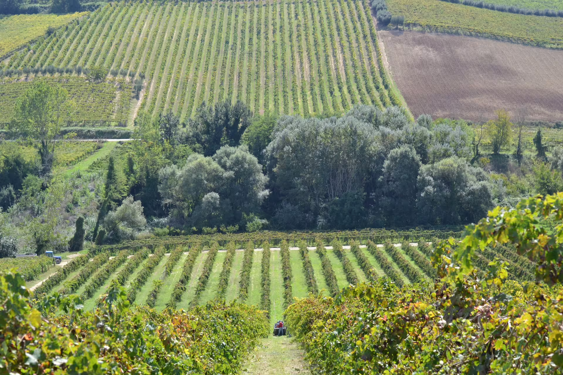 Vigneti panoramici della tenuta Valle Martello, scenario della visita guidata in cantina e tour enologico