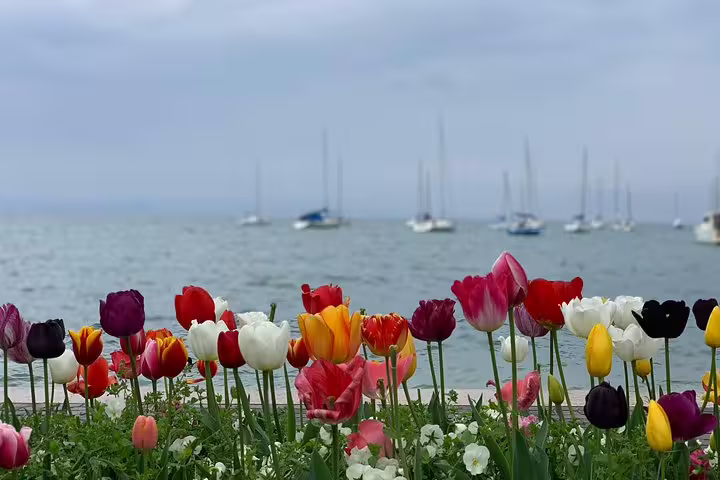 Vibrant tulip garden with a serene lake view, capturing the beauty of the Venice to Milano scenic transfer.