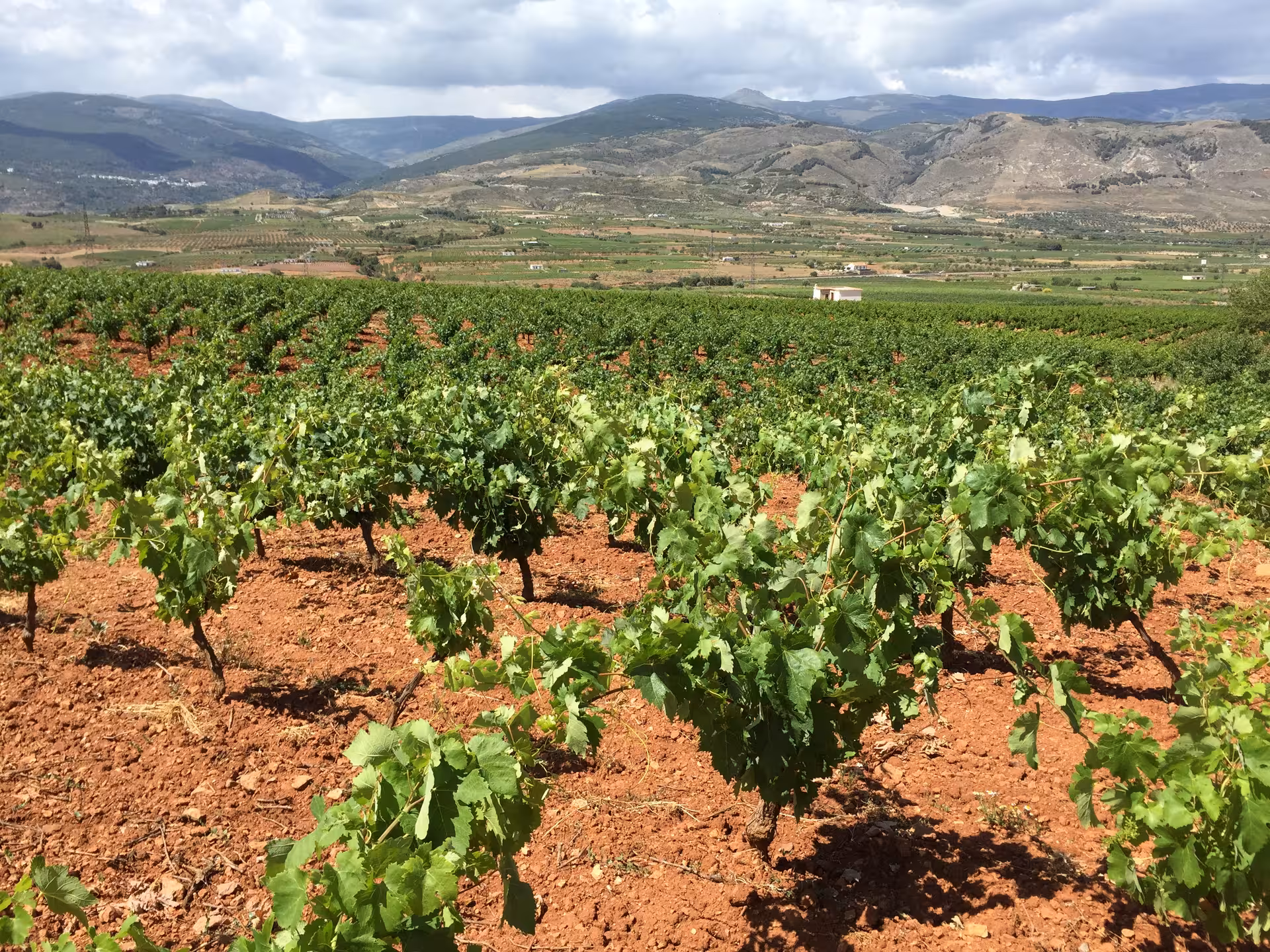 Lush vineyard landscape with rows of grapevines under a cloudy sky, ideal for wine tours and scenic nature visits.