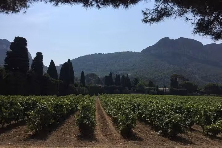 Panoramic vineyard rows with mountains and cypress trees, scenic stop on a 3-day heritage wine tour