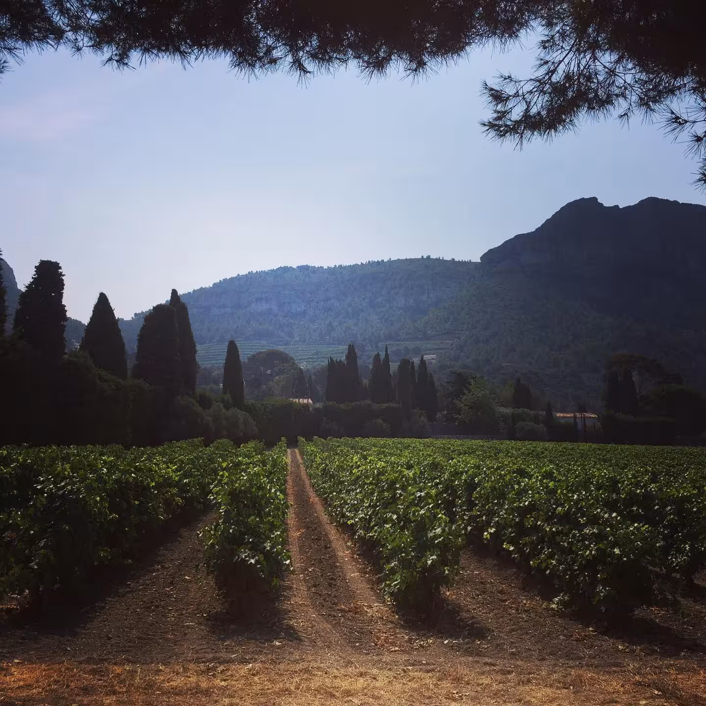 Vineyard rows in Provence near Parc national des Calanques, scenic stop on the best of Calanques in 3 days