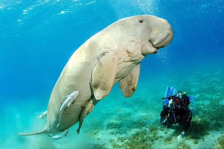 VIP boat Sataya snorkeling trip from Marsa Alam, diver swimming near a dugong in crystal-clear Red Sea