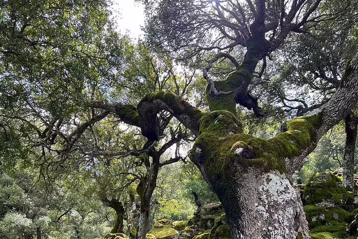Majestic moss-covered trees in a lush forest during a VIP luxury 4x4 LandRover adventure.