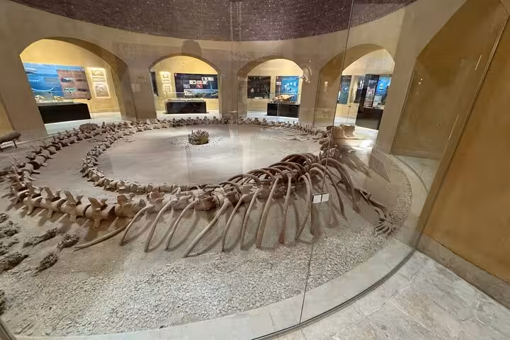 Whale skeleton exhibit inside Wadi El Hitan Fossils Museum, a highlight of Fayoum Oasis full-day tour from Cairo