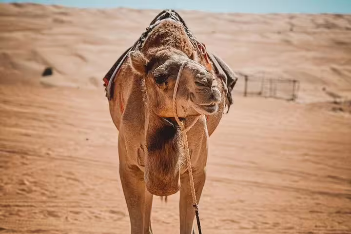 A camel stands ready in the sunlit Wahiba Sands, offering a unique desert experience on a 2-day tour from Muscat.