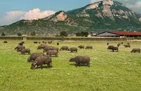 Water buffalo grazing on green pasture beneath Paestum’s Cilento mountains at a local mozzarella farm experience