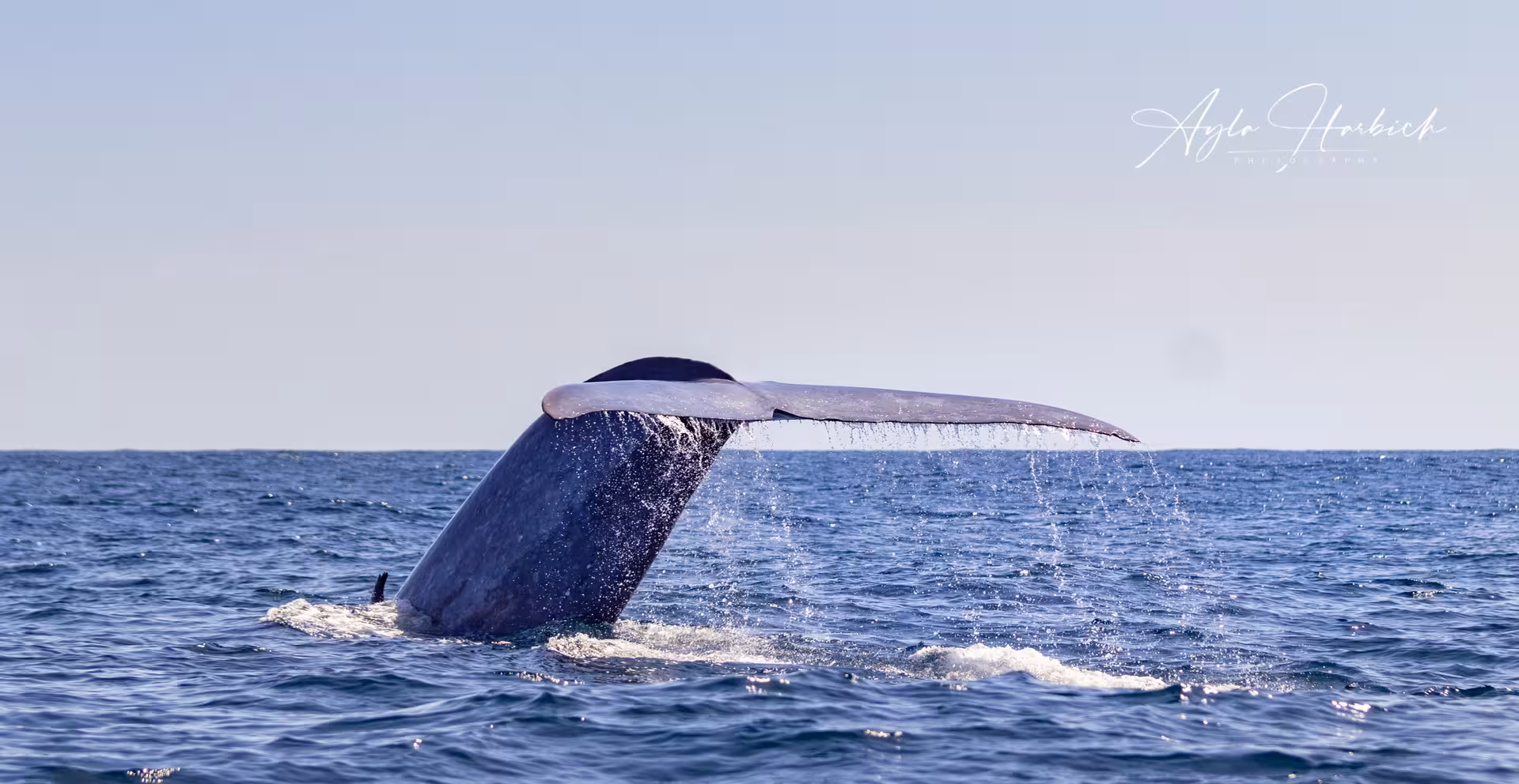 Whale tail fluke diving in open ocean on full-day Maritime Experience tour with lunch and wildlife spotting