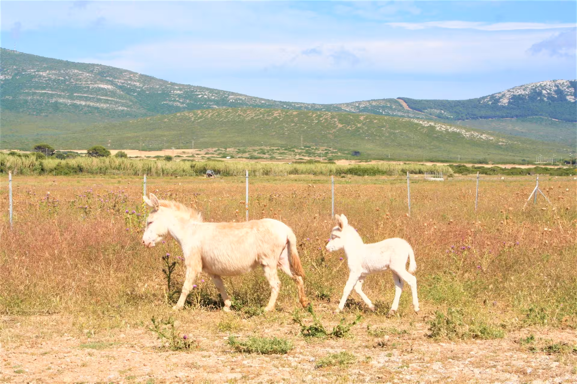 A white donkey and its foal roam freely in the picturesque landscapes of Porto Conte Park, Alghero, under a clear blue sky.