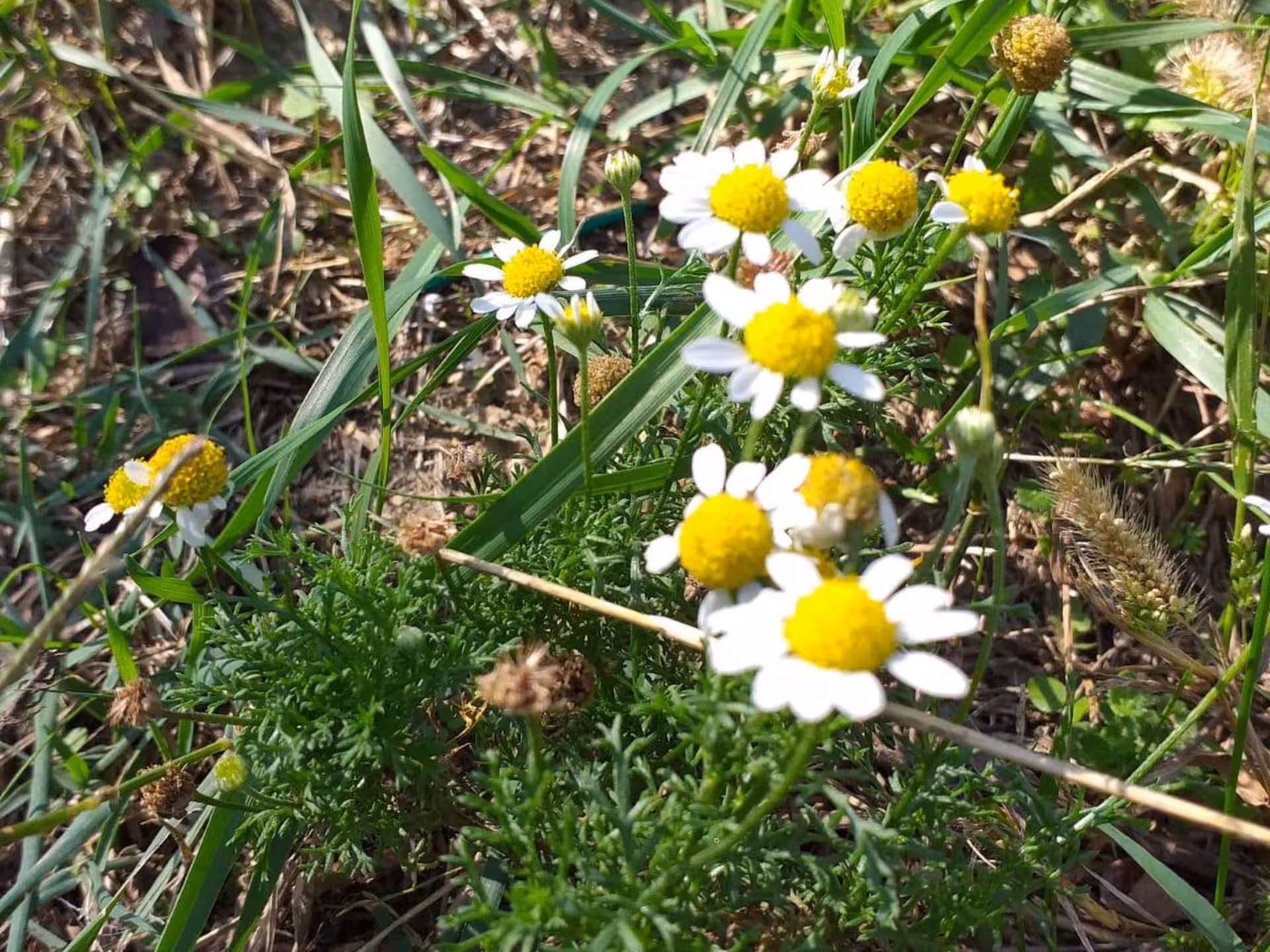 Close-up of wild chamomile flowers on a Pesaro farm, perfect for herbal discovery tours.