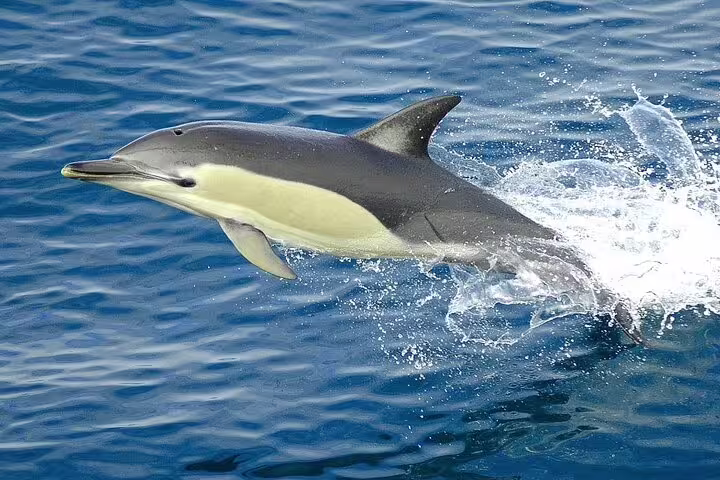 Wild dolphin leaping in Red Sea on Dolphin House snorkeling day trip by VIP boat from Hurghada