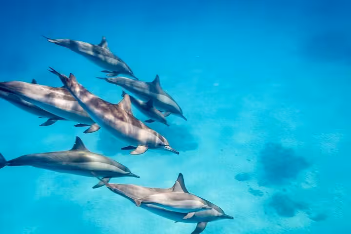 Pod of wild dolphins gliding in clear Red Sea water during Dolphin House snorkeling trip from Hurghada