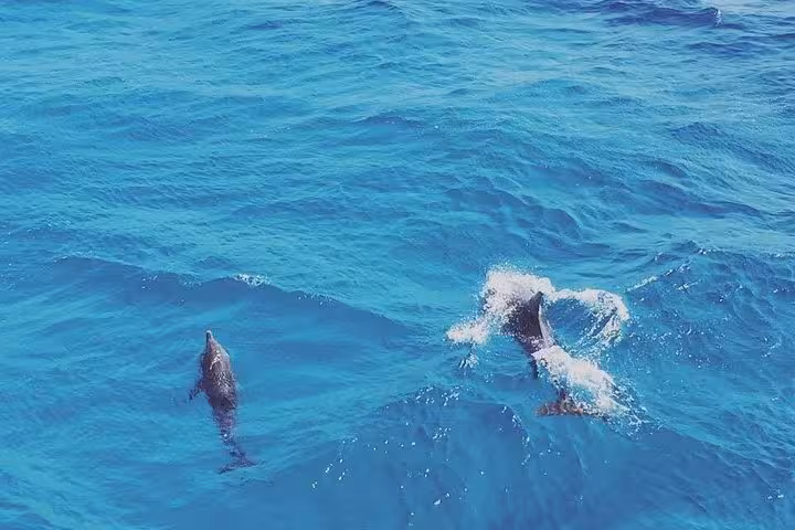 Wild dolphins surfacing in the Red Sea near Hurghada, Egypt, on a dolphin swimming and snorkeling tour