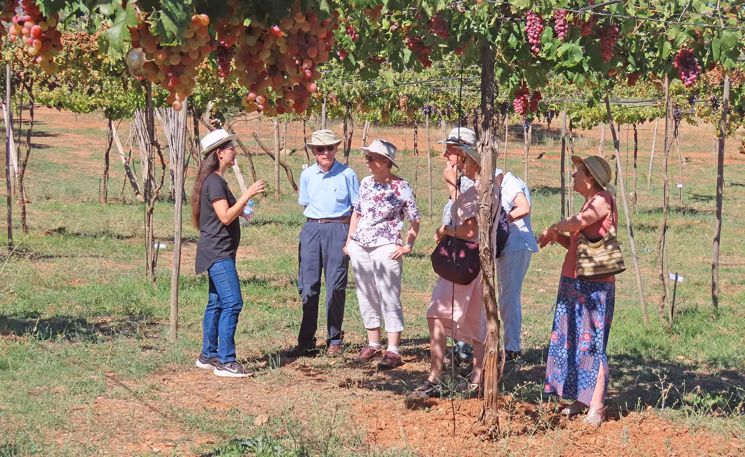 Tourists enjoy an educational vineyard tour under lush grapevines in Almería, ideal for wine tasting enthusiasts.
