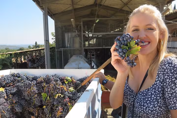 Smiling woman holding freshly picked grapes at a vineyard in Tuscany, ideal for a wine tasting tour.
