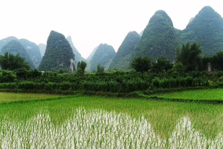 Scenic view of rice fields and dramatic karst peaks in Yangshuo, showcasing nature's beauty on a day tour.