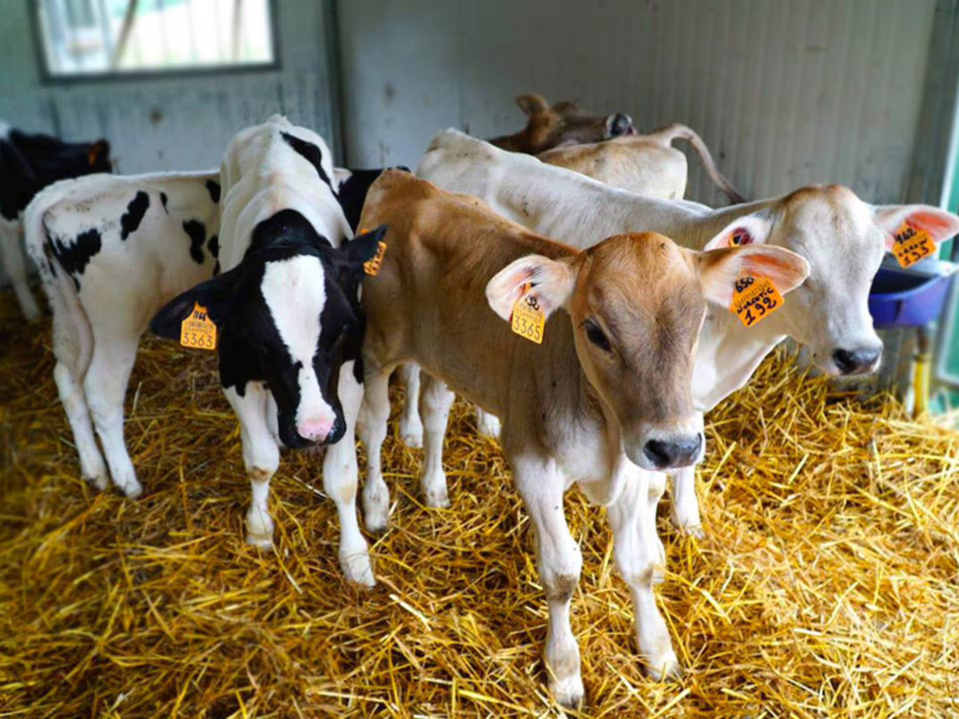 Young calves in a barn near Parma, essential for authentic Parmesan cheese production tour.