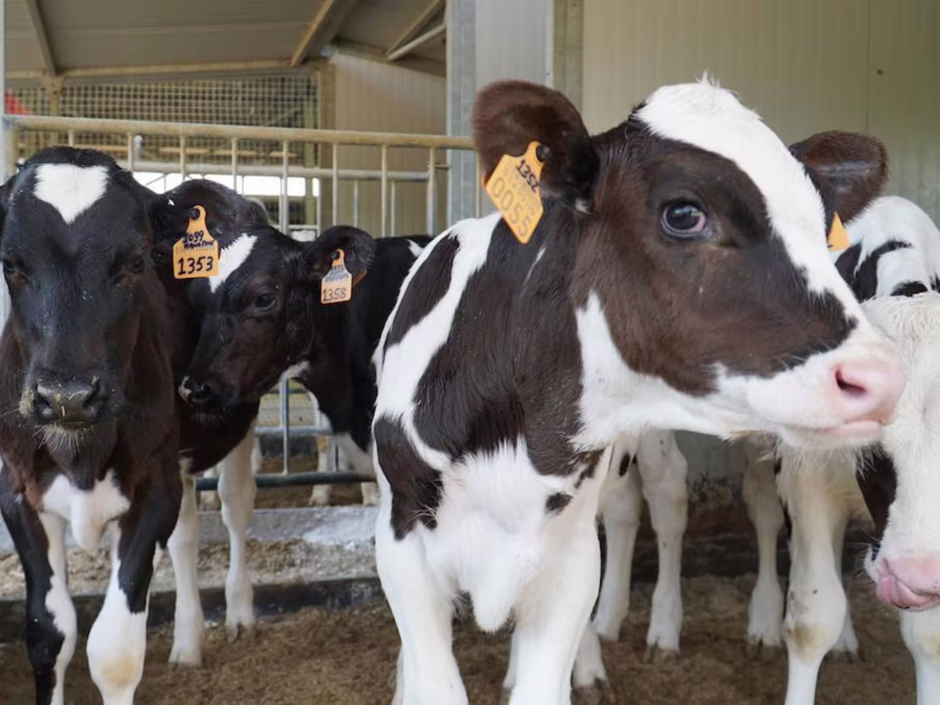 Young calves in a barn near Parma, crucial for authentic Parmesan cheese production tours.