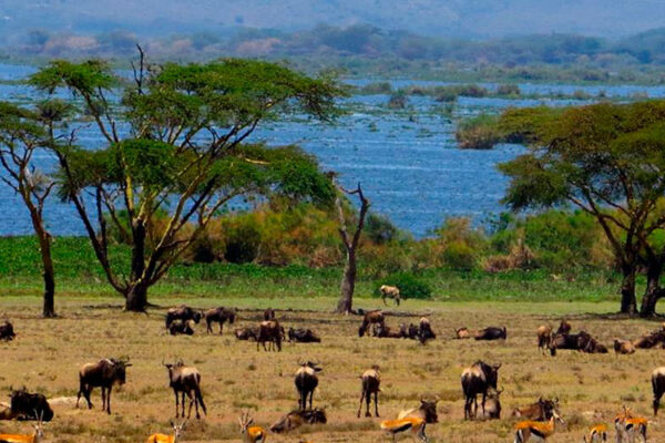 Aberdare National Park in central Kenya offers diverse landscapes and wildlife, including lions, leopards, and elephants. Ideal for hiking, fishing, and wildlife watching, it's a must-visit for nature enthusiasts.