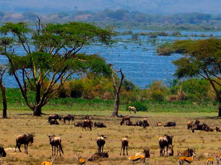 Aberdare National Park in central Kenya offers diverse landscapes and wildlife, including lions, leopards, and elephants. Ideal for hiking, fishing, and wildlife watching, it's a must-visit for nature enthusiasts.