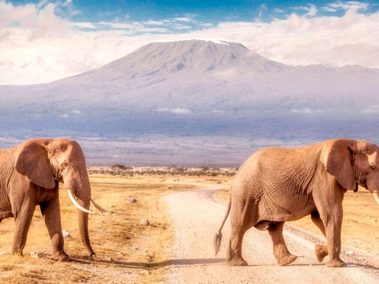 Amboseli National Park, boasting views of Mount Kilimanjaro and home to a large elephant population, offers an unparalleled African safari experience, making it a must-visit destination in Kenya.