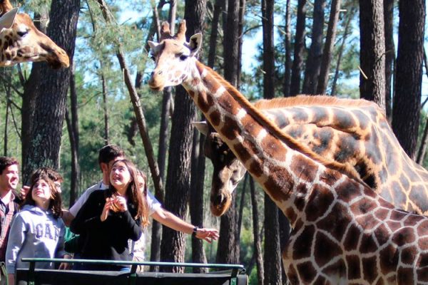 Badoca-Safari-Park