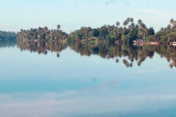 Bentota River, flowing into the Indian Ocean, boasts a biodiverse lagoon with breathtaking mangroves. Home to diverse fauna, these mangroves offer boat tours for visitors to witness the wildlife and understand their ecological significance.