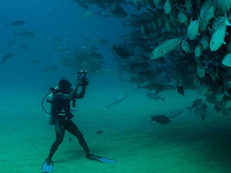 Cabo Pulmo National Park, on Mexico's Baja Peninsula, hosts North America's largest coral reef and endangered turtle nesting sites. Established in 1995, it spans 800 hectares, offering snorkeling, diving, and hiking to visitors.