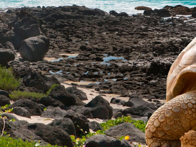 Visit Galapagos to see gentle giant tortoises, swim with playful sea lions, snorkel with sharks, hike through unique lava fields, and watch adorable penguins. Experience wildlife and landscapes like nowhere else on Earth!