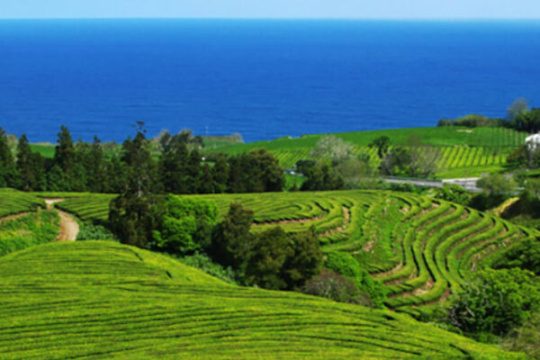 Nestled in the lush hills of São Miguel Island, the Gorreana Tea Plantation invites you to embark on a journey through the flavors and history of Azorean tea production.
