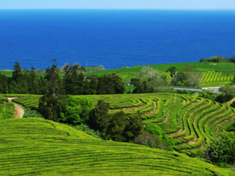 Nestled in the lush hills of São Miguel Island, the Gorreana Tea Plantation invites you to embark on a journey through the flavors and history of Azorean tea production.