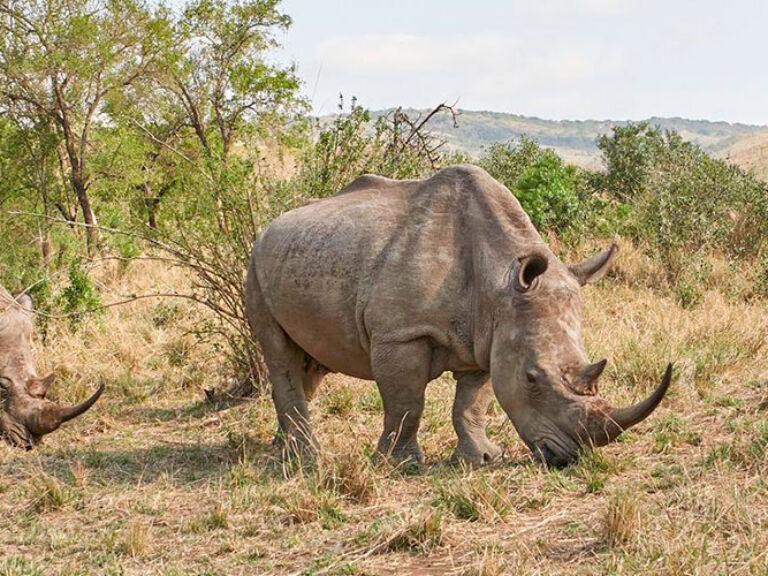 Hluhluwe–Imfolozi Park in KwaZulu-Natal, South Africa, is Africa's oldest nature reserve. Spanning 96,000 hectares, it's home to the Big Five: lions, leopards, rhinos, elephants, and buffalo.