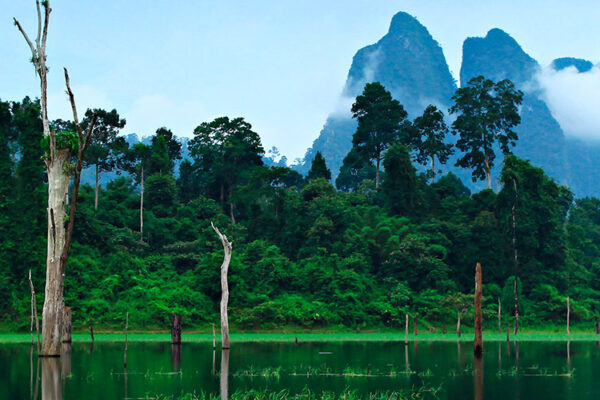 Khao Sok National Park in Surat Thani Province, Thailand, includes the village of Khao Sok and Cheow Lan Lake, a huge aquamarine-colored reservoir created in 1982. One of Thailand's oldest evergreen rainforests, it offers visitors the chance to see rare wildlife like Asian Elephants, tigers, and leopards.