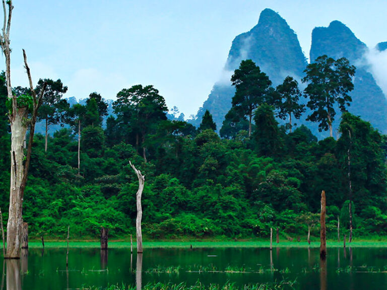 Khao Sok National Park in Surat Thani Province, Thailand, includes the village of Khao Sok and Cheow Lan Lake, a huge aquamarine-colored reservoir created in 1982. One of Thailand's oldest evergreen rainforests, it offers visitors the chance to see rare wildlife like Asian Elephants, tigers, and leopards.