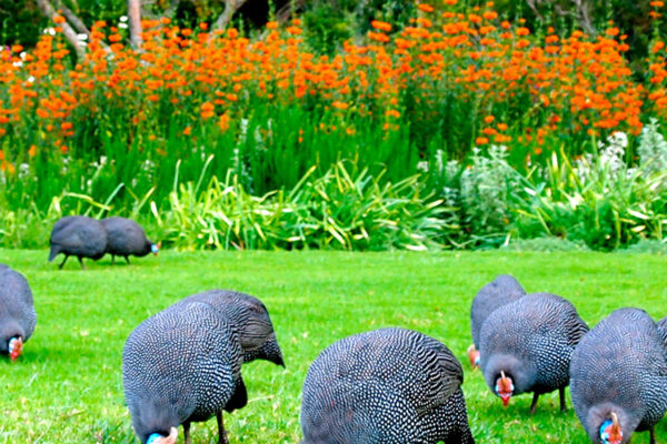 Kirstenbosch Botanical Gardens, nestled at Table Mountain's foot in Cape Town, was established in 1913. It's vital for conserving southern Africa's flora, providing unique beauty, scientific value, and tourist importance.