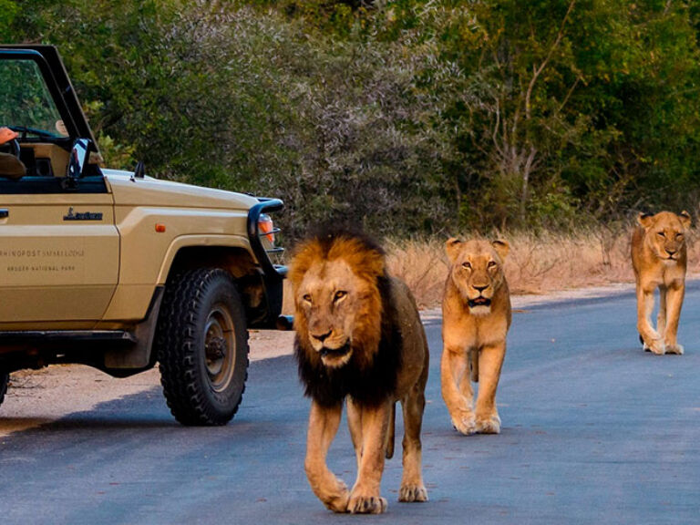 Experience South Africa's premier safari at Kruger National Park. Rich in legend and wildlife, it's among the world's largest reserves. Encounter the renowned Big Five in diverse landscapes.