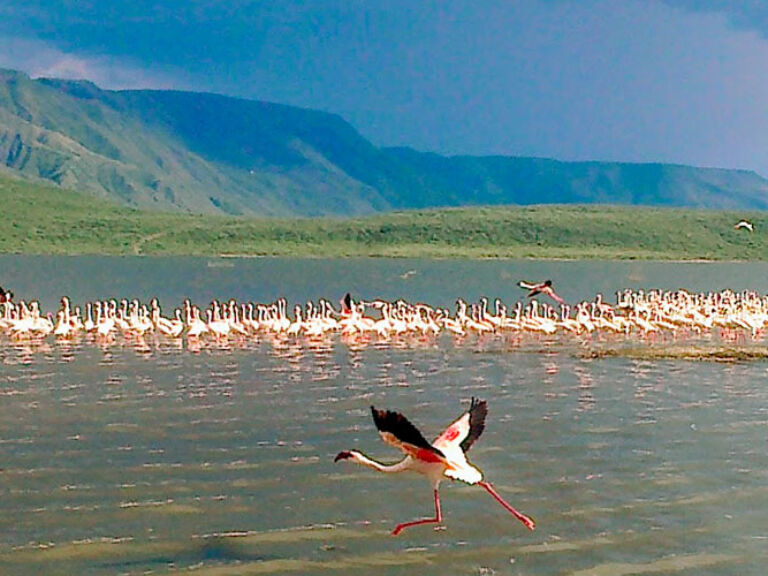 Lake Bogoria in Kenya, known for its saline, alkaline waters, hosts wildlife like flamingos and hippos. Its mineral-rich waters attract tourists seeking therapeutic relaxation, making it a must-visit natural wonder.