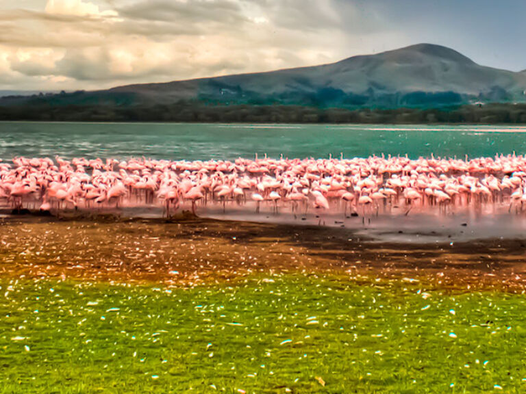 Lake Naivasha, a Kenyan freshwater lake by Nakuru County's Naivasha town, lies amid the Great Rift Valley. Surrounded by papyrus, its beauty shines. Enjoy birdwatching via boat, spotting species like Flamingos and Pelicans.