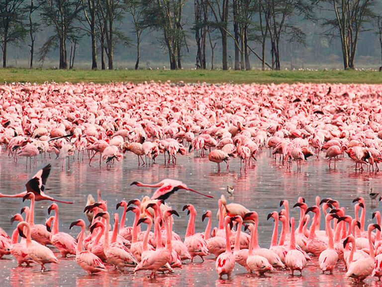 Lake Nakuru National Park, in Kenya's Great Rift Valley, is renowned for its abundant wildlife, including flamingos. The park's wooded grassland surrounds Lake Nakuru, making it a picturesque destination for nature lovers.