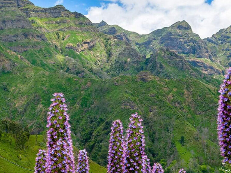 Madeira's Laurissilva Forest, a humid subtropical relic from the Tertiary period, once covered Southern Europe. It houses endemic species, regulates the island's water, and aids in climate change mitigation.