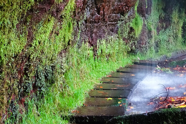 Levada Do Rei: Embrace Nature's Grandeur Embark on a journey through Levada Do Rei, where Madeira's lush landscapes reveal their splendor. Immerse yourself in the tranquil beauty of this scenic trail, where nature's magnificence awaits.