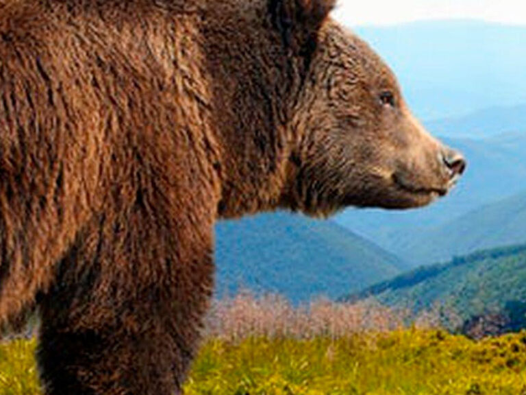 Libearty Bear Sanctuary Zarnesti, located in Romania, was established in 2005 and opened to the public in 2008. The sanctuary is located in the forest on the hill from the entrance to the town of Zărnești.