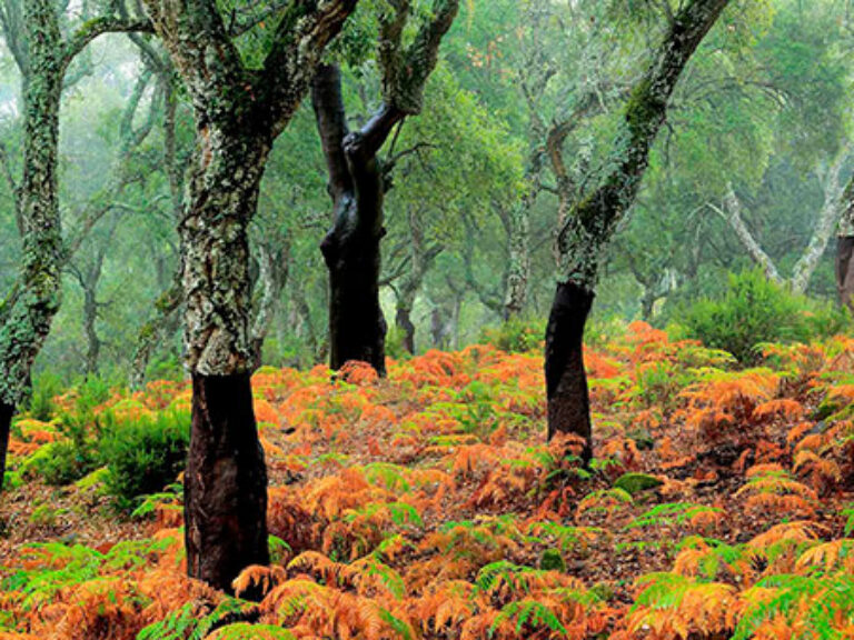 Los Alcornocales Natural Park, located between the provinces of Cadiz and Malaga, is a mist-covered coastal bastion that stands against sea winds. The park features rugged mountains of varying heights and offers a timeless, serene environment.