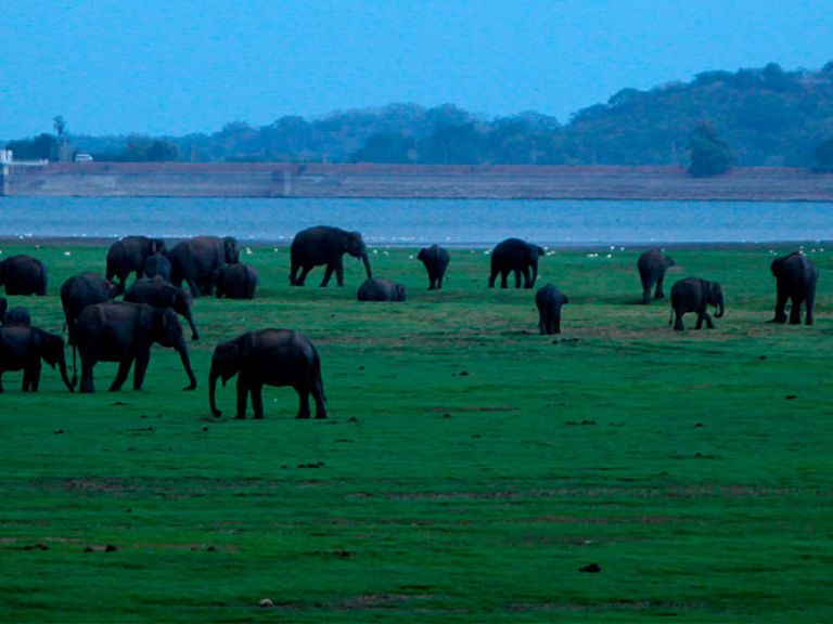 Minneriya National Park in Sri Lanka boasts vast wild elephant populations. Spanning 8,890 hectares, it's home to leopards, sloth bears, and sambar deer. The park offers safaris and features over 160 bird species.