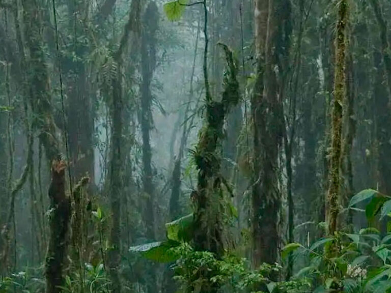 The Monteverde Cloud Forest Reserve will astound you with its beauty, bounty, and biodiversity. Wind-sculpted elfin woodlands give way to rainforests where tall trees — festooned with orchids, bromeliads, ferns, vines and mosses — rise high into the sky.